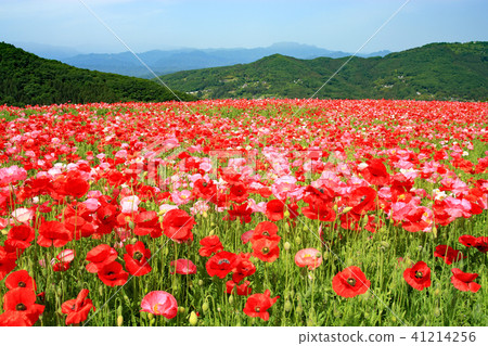 Poppy poppy fields in the sky Flower garden 41214256