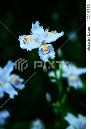 開花在樹樹蔭下的Shaga花 41214316