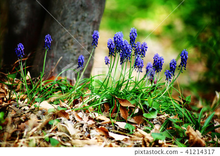 開花在大樹根的穆斯卡里花 41214317