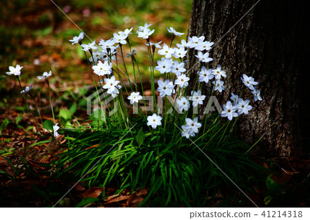 盛開在一棵大樹的基地，花與花 41214318