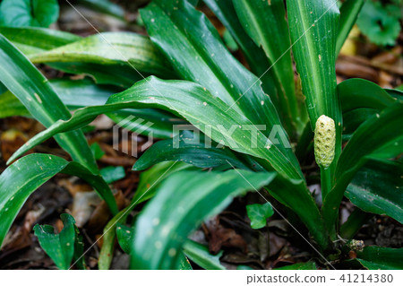 大本 大本 41214380