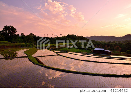Shimosuka的水稻梯田 41214482