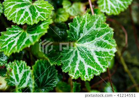 Yukinoshita 41214551