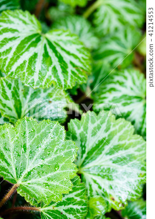 Yukinoshita 41214553