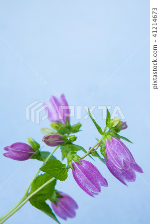 紫色花和淺蘭的背景 41214673