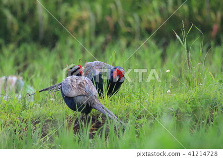 Pheasant's confrontation 41214728