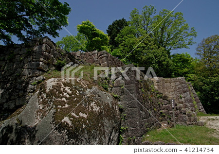 Saplings Castle Ruins Saplings Castle Ruins 41214734