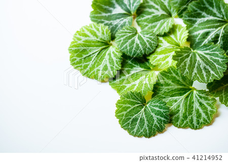 Yukinoshita 41214952