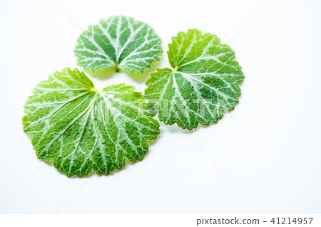 Yukinoshita 41214957