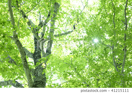 Fresh green beech forest Fresh green beech forest 41215111