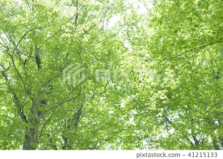 Fresh green beech forest Fresh green beech forest 41215133