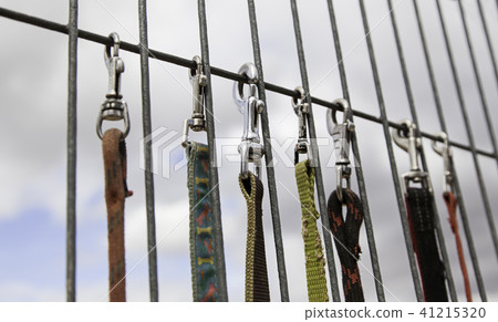 Straps to walk dogs safely Straps to walk dogs safely 41215320