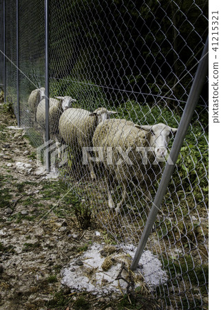 Sheep eating on the farm 41215321