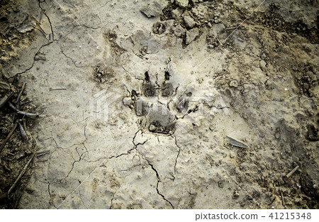 Dog footprints marked in dry mud Dog footprints marked in dry mud 41215348