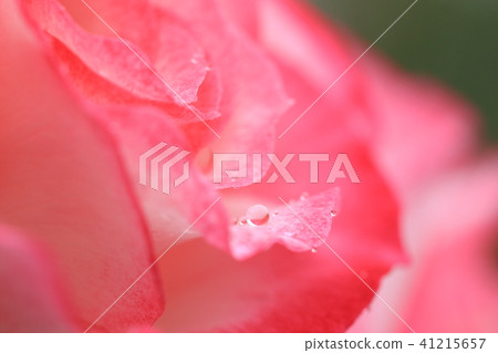 Red rose with raindrops Red rose with raindrops 41215657