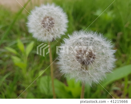 Dandelion flower dandelion nature breezy soft sky street 41215666