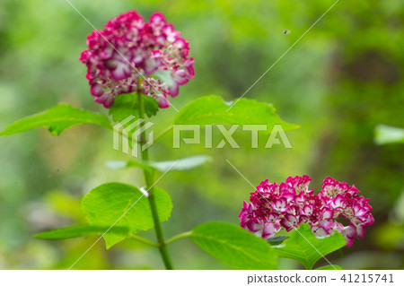 Purple hydrangea 41215741