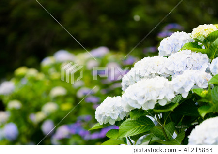 八仙花屬初夏紫色藍色花白色 41215833