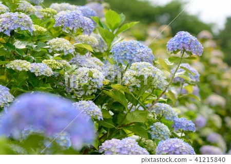 八仙花屬初夏紫色藍色花白色 41215840