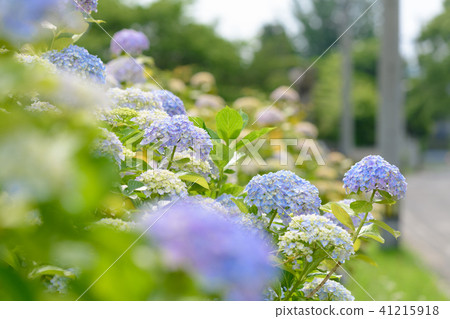八仙花屬初夏紫色藍色花白色 41215918