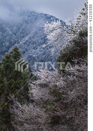 太平山之冬 41216388