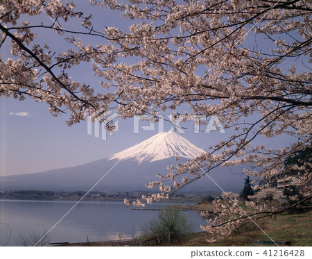 Sakura and Fuji 41216428
