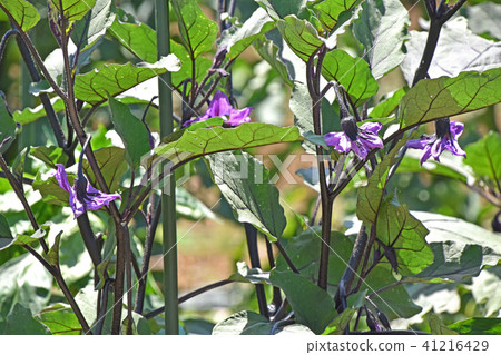 Eggplant flower 41216429