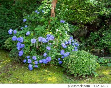 [Shizuoka] Blue hydrangea flowers [Japanese garden] 41216607