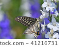Swallowtail butterflies and flowers 41216731