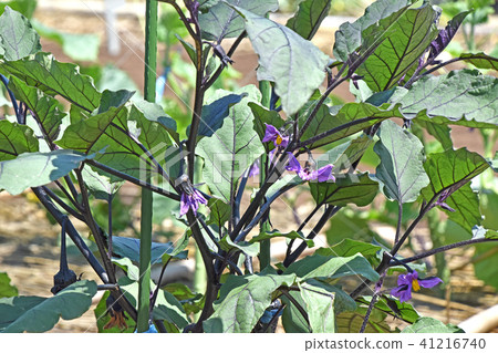 Eggplant flower 41216740