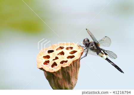 Fruit of a codfish squirrel (male) and lotus 41216794