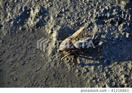 高梅濕地招潮蟹 41216863