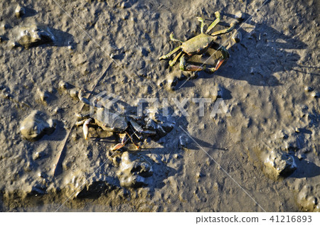 高密濕地蟹台灣蟹高尾濕地蟹 41216893