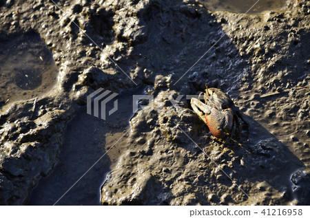 高梅濕地招潮蟹 高梅濕地招潮蟹 41216958