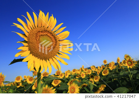 Sunflower 6195 - Sunflower 6195 - 41217047