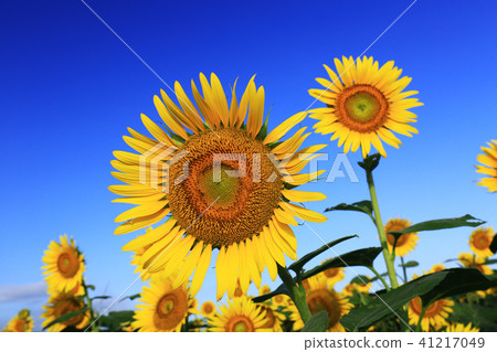 Sunflower 6200 - Sunflower 6200 - 41217049