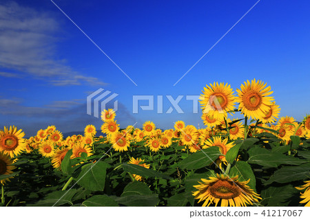 向日葵6291 - 向日葵6291 - 41217067