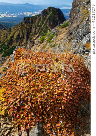 Yatsugatake山/ Akadake山脊和Amitabdake的秋葉 41217279
