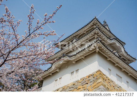 Cherry Akashi Castle's Owner Cherry Akashi Castle's Owner 41217337