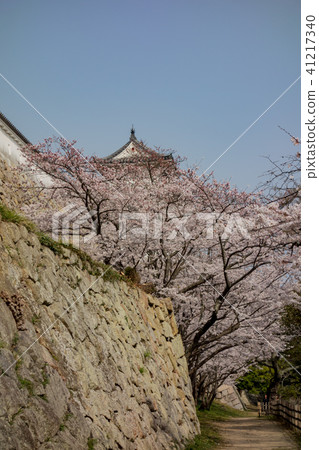 Cherry Akashi Castle's Owner 41217340
