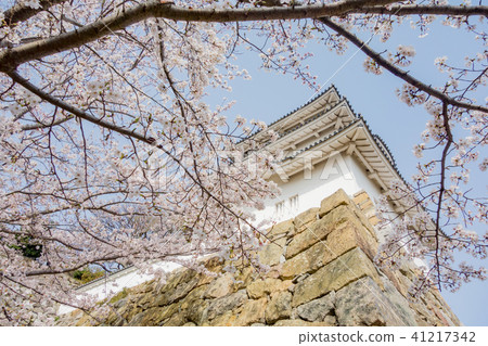 Cherry Akashi Castle's Owner 41217342