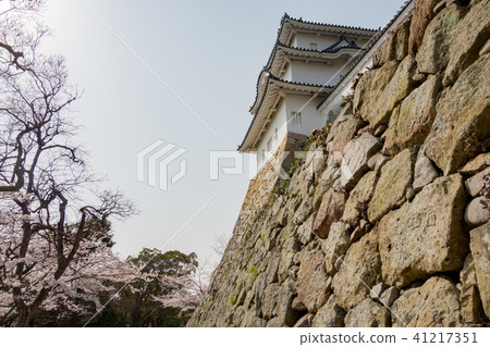Cherry Akashi Castle's Owner Cherry Akashi Castle's Owner 41217351