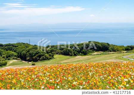 Poppies blooming on Awajishima · flower scissors 41217716