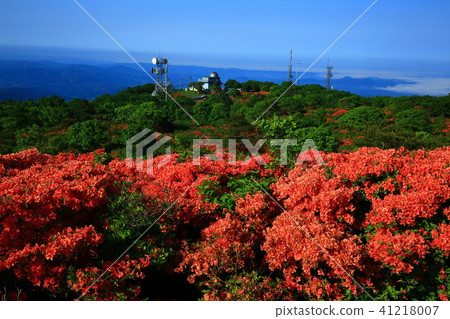 Azalea of Mt. Azalea of Mt. 41218007