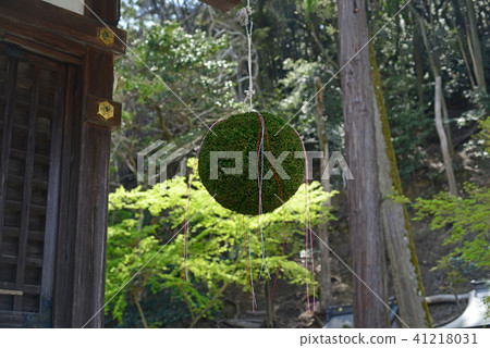 Matsuo Taisha的Sugi Ball  -  4 41218031