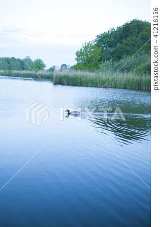 Lake duck Lake duck 41218156