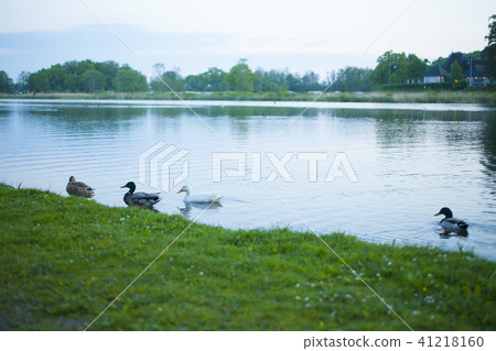 Lake duck Lake duck 41218160