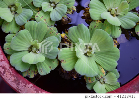 水芙蓉 水芙蓉 41218415