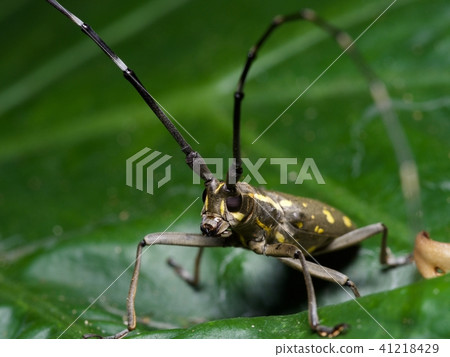 台灣 黃星天牛 台灣 黃星天牛 41218429