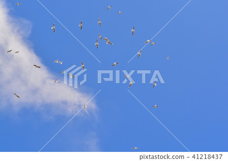 飛行藍天的海鷗 飛行藍天的海鷗 41218437